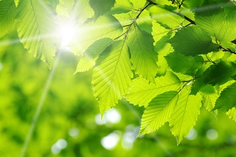 Green leaves with sun shining through